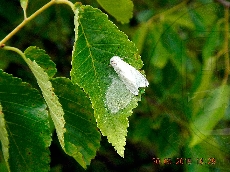 Hyphantria cunea самка-с-кладкой